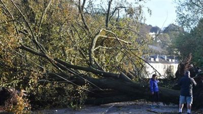  سقوط شجرة كبيرة تتسبب في تأجيل حركة القطارات البريطانية