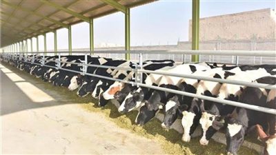 إنشاء ٨٦ وحدة بيطرية بالبحيرة بتكلفة ٢٠٠ مليون جنيه 