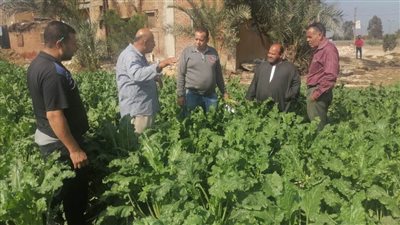 زراعة 33 ألف فدان من محصول بنجر السكر بالبحيرة