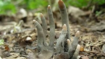 فك لغز أصابع الشيطان في المملكة المتحدة