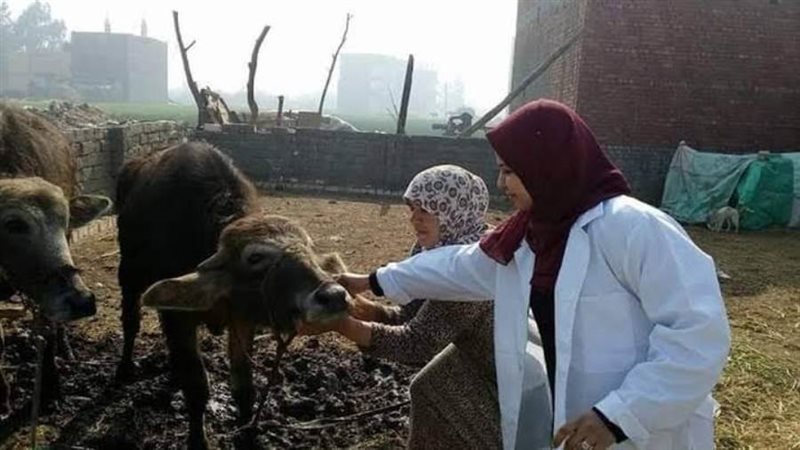 علاج وتحصين المواشي