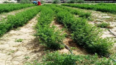 نجاح تجربة زراعة البرسيم الحجازي بشمال سيناء