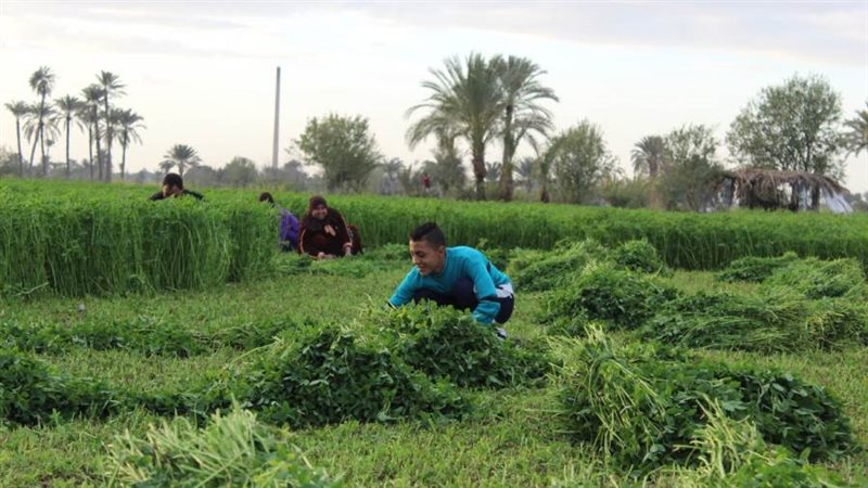 زراعة البرسيم