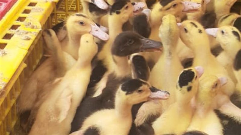 مشروع توزيع الطيور