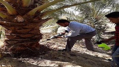 مديرية الزراعة بالوادي الجديد تواصل فحص النخيل ومعالجة السرية الحمراء