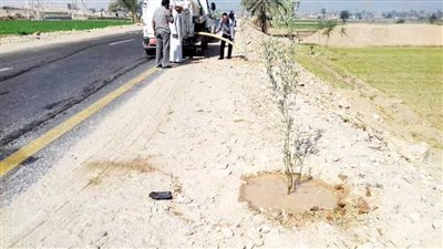 زراعة 500 شجرة زيتون بمركز جهينة بسوهاج