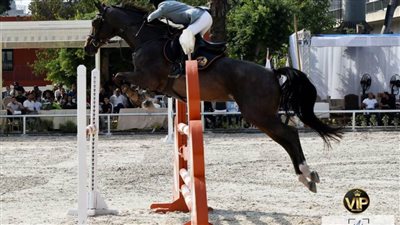 بطولة تحيا مصر للفروسية تشهد مشاركة 1084 فارسًا وفارسة