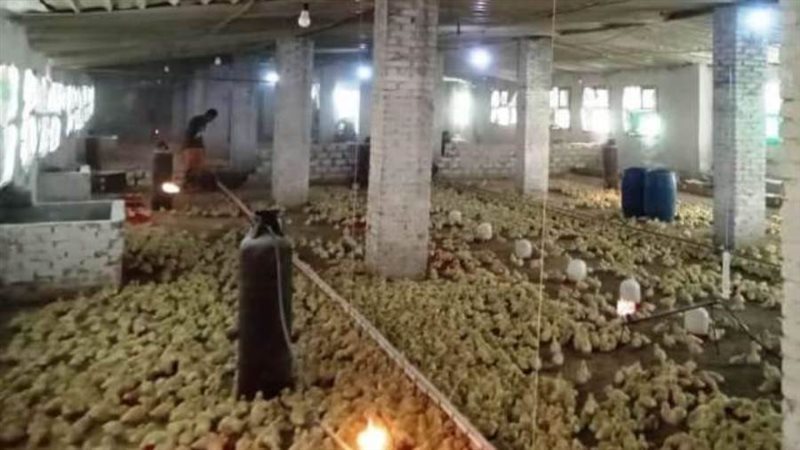 تحصين الطيور