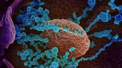  اكتشاف أجسام مضادة تحمي البشر من متغيرات فيروس كورونا 