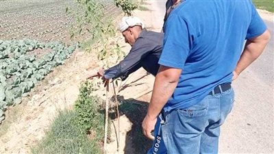 زراعة 500 شجرة بطرق وشوارع مركز طما بسوهاج 