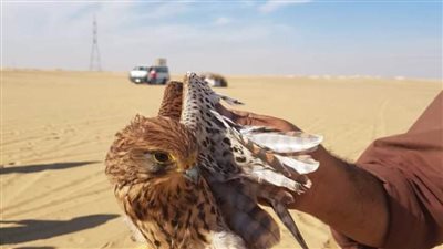 القبض على 3 أشخاص يصطادون الصقور وبحوزتهم 14 صقرًا