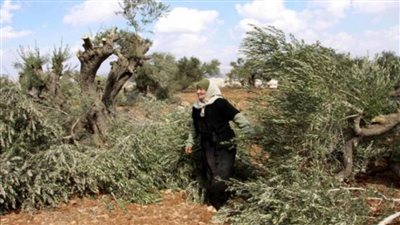 الاحتلال والمستوطنون يقتلعون 130 شجرة في شمال الخليل