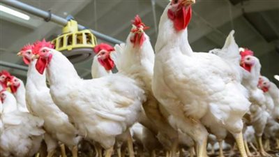 ننشر متوسط أسعار الدواجن والبيض.. اليوم السبت