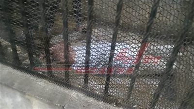 في 14 نقطة.. ملخص قضية هتك عرض طفلة على يد إمام مسجد بالدقهلية