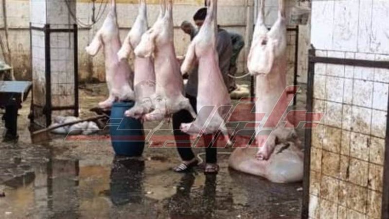 تطوير مجازر المنوفية