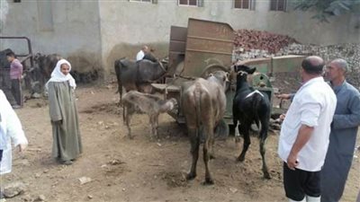 صحة الغربية: فحص 160 رأس ماشية و2285 طائرًا في قافلة بيطرية مجانية