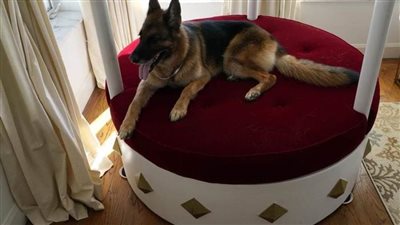 عاجل.. الكلب المليونير يُبرم صفقة قيمتها ٣١.٧٥ مليون دولار (صور)