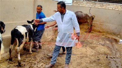 تحصين 48 ألفًا و473 رأس ماشية ضد الحمى القلاعية بكفر الشيخ