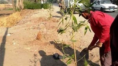 زراعة 710 شجرات على الطرق الرئيسية والشوارع وأمام المدارس بسوهاج