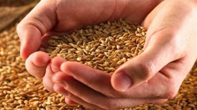 بحوث الصحراء يوزع 150 طن تقاوي شعير مجانًا لمزارعي بورسعيد