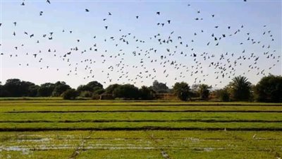 صباح هادئ وسماء صافية وشمس مشرقة وجو مستقر بالوادى الجديد