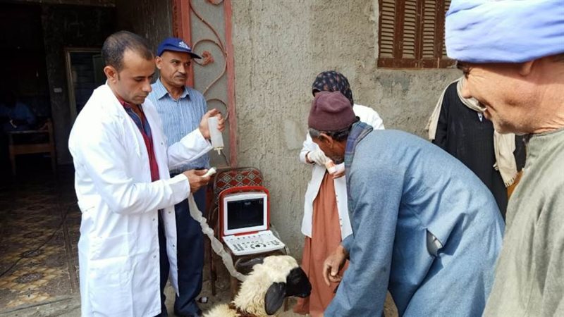 القافلة البيطرية