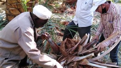 ندوات  مكثفة لمكافحة سوسة النخيل في الوادي الجديد ومطروح   