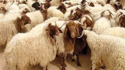 الزراعة تعتزم تقديم رؤوس أغنام وماعز مجانًا لصغار المربين بسيناء 