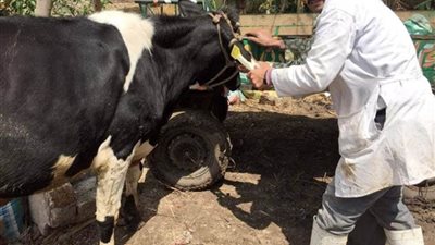 تحصين 255 ألف رأس ماشية ضد الأمراض الوبائية بالغربية