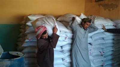 الزراع توزع تقاوي شعير مجانًا وتنظم قوافل بيطرية بمطروح 