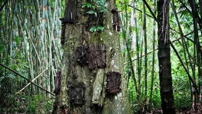 يدفنون الأطفال في جذوع الأشجار لهذا الاعتقاد (صور)