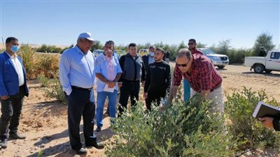 بالصور: محافظ الوادي الجديد يزور أكبر مشروعات زراعة الجوجوبا