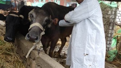 محافظ الإسكندرية: تحصين 40 ألف رأس ماشية ضد الحمى القلاعية والوادي المتصدع