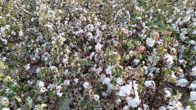 القطن المصري