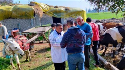  105 لجان تشارك في حملة تطعيم المواشي ضد الحمى القلاعية بكفر الشيخ
