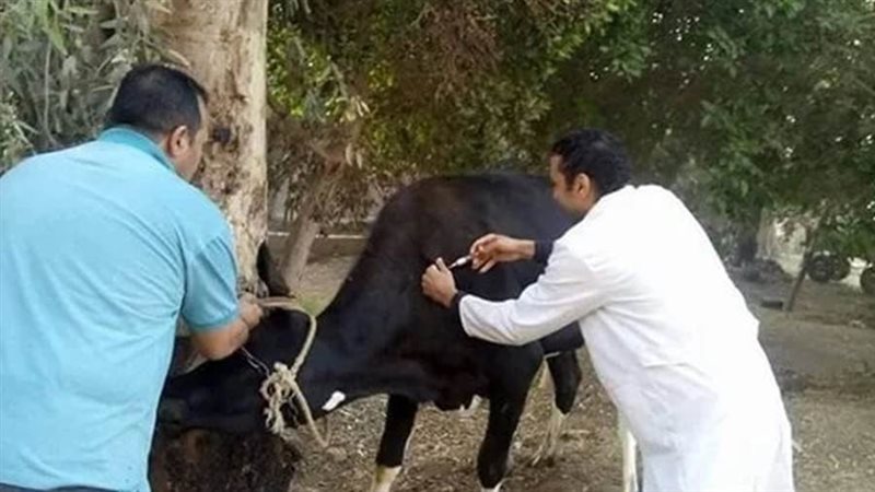 تحصين الماشية