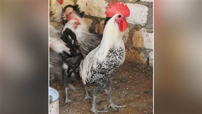 مجزر البساتين: الدجاج الفيومي مقاوم للأمراض والفيروسات ولونه مميز