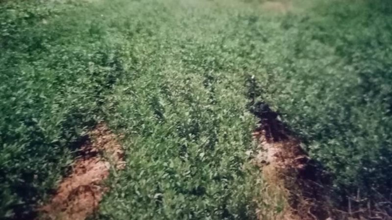 المحاصيل العلفية