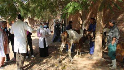 جامعة أسيوط تعلن عن فحص 4537 حيوانًا خلال قافلة الجامعة البيطرية المجانية