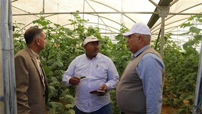 مصدات للرياح لحماية منازل القرى وطرح منتجات الصوب بأسعار مخفضة بالوادي الجديد