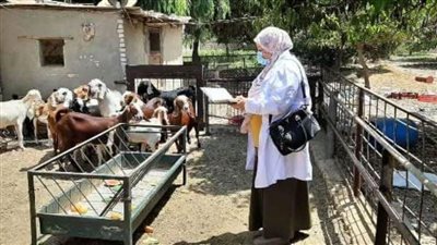 بيطري الشرقية يجري الترصد الوبائي لـ613 منزلا في 34 قرية 