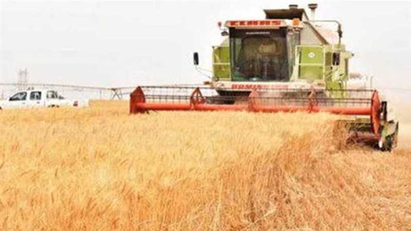 القمح - ارشيفية