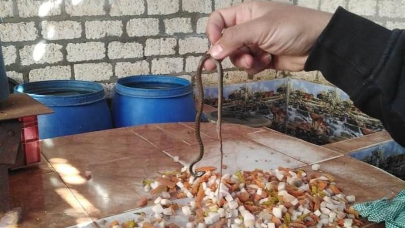 ثعبان داخل برميل