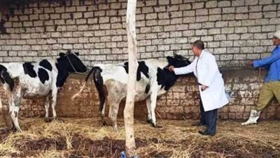 تحصين 82 ألف رأس ماشية وطائر بالإسكندرية