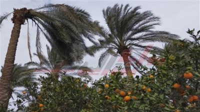  تعرف على سوسة النخيل الحمراء وكيف يمكن مكافحتها