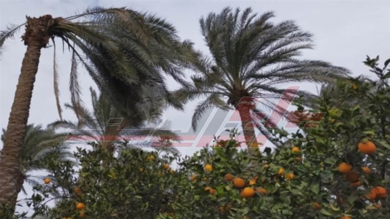 نخيل مصاب بسوسة النخيل