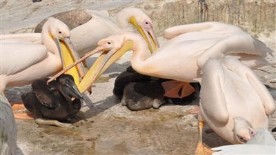 ضبط طيور برية محظور حيازتها أو الإمساك بها في السويس