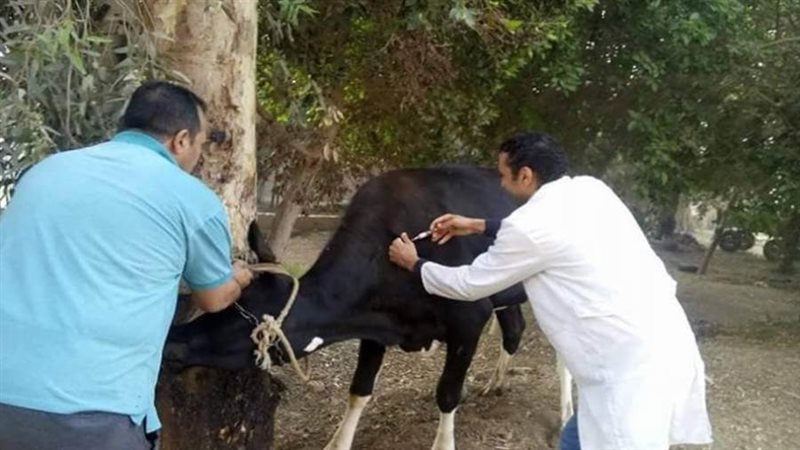 تحصين الماشية ضد