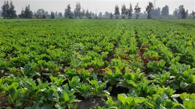 خاص: ندوات إرشاد وتوعية بمحصول القمح لمزارعي كفر الشيخ