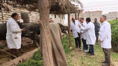 بيطري الشرقية يحصن 441 ألف رأس ماشية للوقاية من الحمى القلاعية 